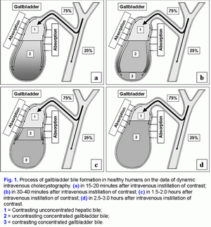 Bile formation in healthy humans